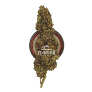 Master Kush CBD